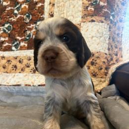 Girl 2 - Liver white and roan female English Springer Spaniel puppy in Tabor City, North Carolina from Big Bay Kennels LLC