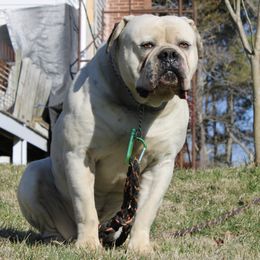 Bane - American Bulldog