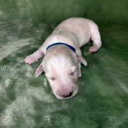 Blue collar - Cream male Dachshund puppy in Poteau, Oklahoma from Sisters Dazzling Dachshunds