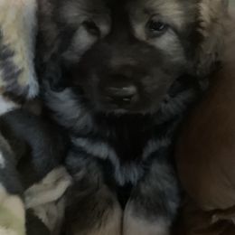 Sarplaninac Puppies from KF Bogy’s Farm, LLC