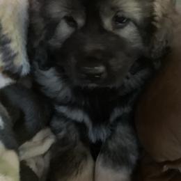 Sarplaninac Puppies from KF Bogy’s Farm, LLC