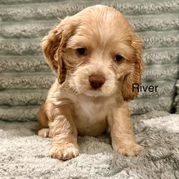 River - Buff female Cocker Spaniel puppy in Sumter, South Carolina from Cocker Eclipse In Home Kennel