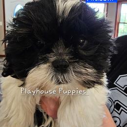 Aladdin ( Please read description) - Black and white male Shih Tzu puppy in Lebanon, Missouri from Playhouse Puppies