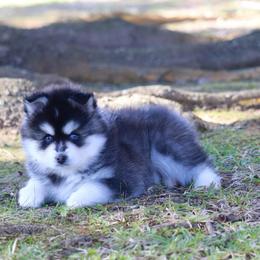 Snooky Poo - Black and white male Pomsky puppy in Denham Springs, Louisiana from Bayouland Pomskies