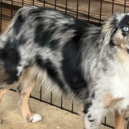 Toy Australian Shepherds from Thompson Farm
