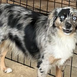 Toy Australian Shepherds from Thompson Farm