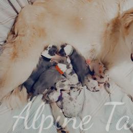 Border Collie and Siberian Husky Puppies from Alpine Tails
