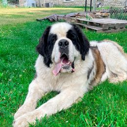 Russell - Saint Bernard