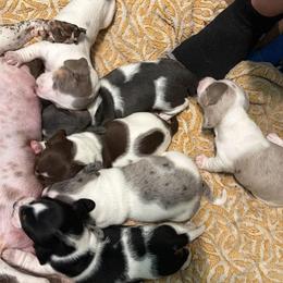 Dachshund puppies from Pyatts Doxies