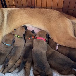 Belgian Malinois Puppies from Pyrex Kennels