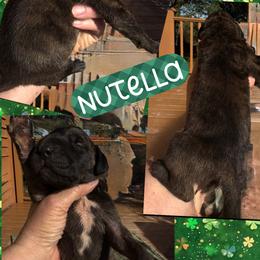 Nutella - Brindle male Great Dane puppy in Wellsville, New York from Prophecy Danes