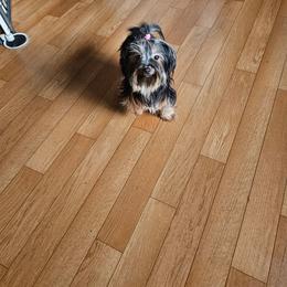Dolly - Yorkshire Terrier