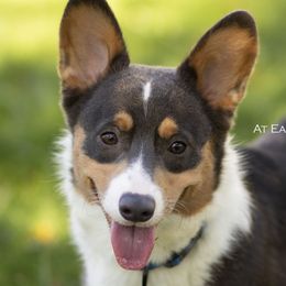 Dutch - Pembroke Welsh Corgi