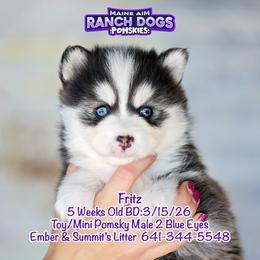 Fritz - Black and white male Pomsky puppy in Humeston, Iowa from M.A.R. Dogs