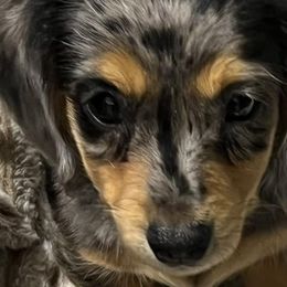 Dachshunds from Reeves Dashing-Hounds