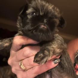 Boy 1 chuck - male Brussels Griffon puppy in Mayville, Michigan from Carol's Brussels Griffon