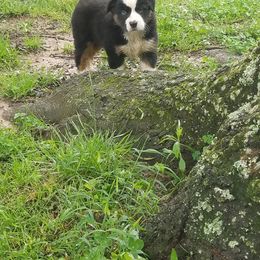 Australian Shepherd Puppies from Covenant View Farm Australian Shepherds