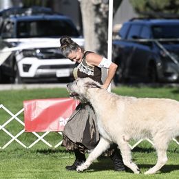 Powers - Irish Wolfhound