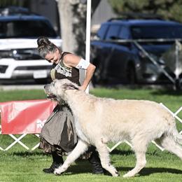 Powers - Irish Wolfhound