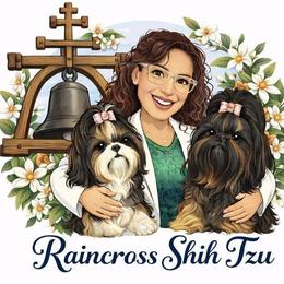 Shih Tzu puppies from Raincross Shih Tzu