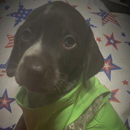 Pup 7 green available - Liver roan female German Shorthaired Pointer puppy in Hardeman County, Tennessee from Howell Farm GSP