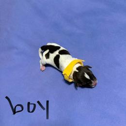 Boy 4 - Parti male Miniature Schnauzer puppy in Dunlap, Tennessee from Beards of Glory