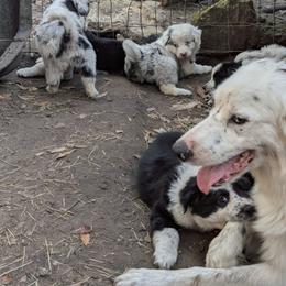 Australian Shepherd and Great Dane Puppies from AEW Farm