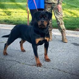 Candy - Rottweiler