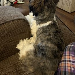 Shih Tzu Puppies from Lavender Lane Tzus