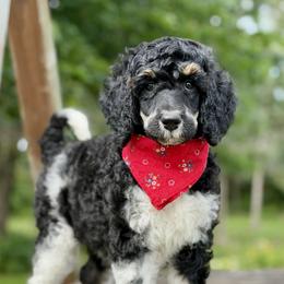 April - Parti female Poodle puppy in Lancaster, Minnesota from Richardville Hunde