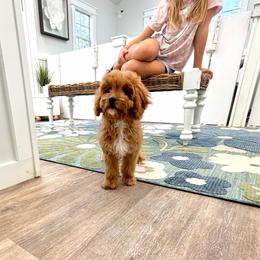 Malibu - Red female Cavapoo puppy in Buford, Georgia from Petite Posh Puppies