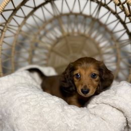Biscuit - Dapple male Dachshund puppy in Phoenix, Arizona from Lengthydog.co