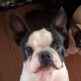 Miley - Boston Terrier