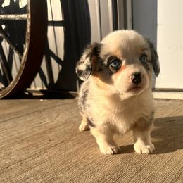 Girl 1 - Blue merle and white female American Corgi puppy in Payson, Illinois from Creek Farm Corgis