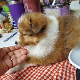 Boy 1 - Toy Shetland Sheepdog puppy from LaLa's Lilliputian Lassies