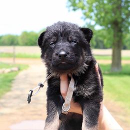 German Shepherd Puppies from Auf der Marquis German Shepherds