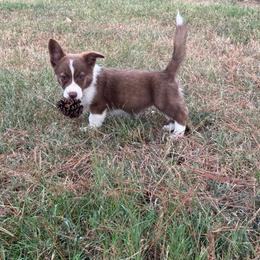Teal Collar - Liver and white female American Corgi puppy in Nashville, Arkansas from Whisenhunt Farms