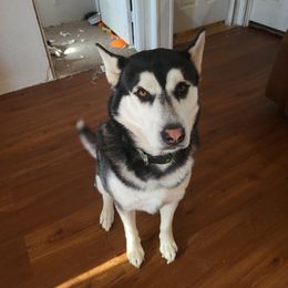 Aspen - Siberian Husky