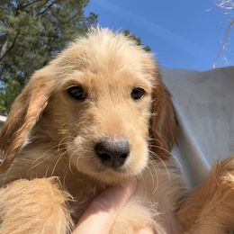Labradoodle and Poodle Puppies from Hades Flame Kennel