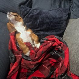 Basset Hound and Dachshund Puppies from V's Southern Angels