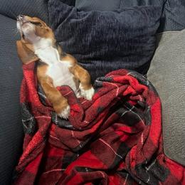 Basset Hound and Dachshund Puppies from V's Southern Angels