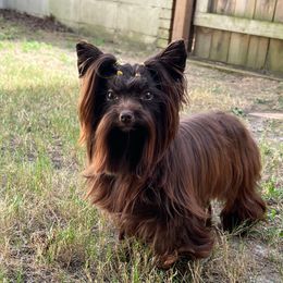 DUSSÉ - Yorkshire Terrier