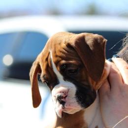 Boxer Puppies from Sinful Boxers