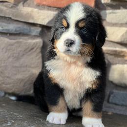 Rhett - Black rust and white male Bernese Mountain Dog puppy in Stone Creek, Ohio from Highland Meadows