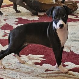 Seal girl - Seal female Italian Greyhound puppy in Phillips, Maine from Maplewood Italian Greyhounds