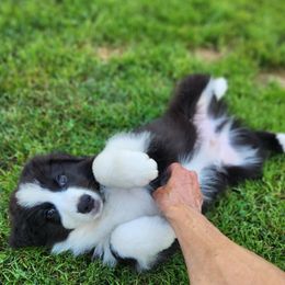 Australian Shepherd puppies from Nicara kennel
