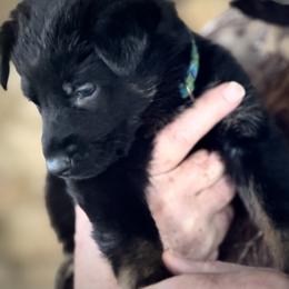 Green Girl - Black and red female German Shepherd puppy in Rolesville, North Carolina from Ransomshire Shepherds