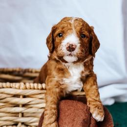 Andy - Red  male Goldendoodle puppy in Lakeland, Florida from Rolling Oak Doodles