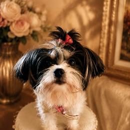 Luna - Yorkshire Terrier