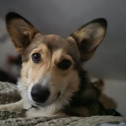 Pembroke Welsh Corgi Puppies from Triple M Ranch Corgi's